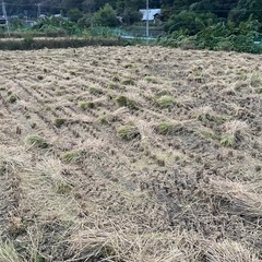 【ラスト出品11月中旬まで】乾燥ワラの画像