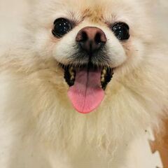 ポメラニアン♀　６歳