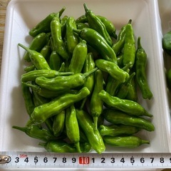 無農薬家庭菜園　ピーマンとシシトウの画像