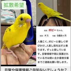 セキセイインコ探しています。