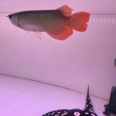 熱帯魚の画像