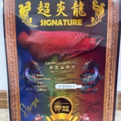 熱帯魚の画像