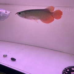 熱帯魚の画像