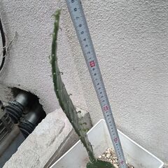 お問い合わせ中　4個持って帰れる方の画像