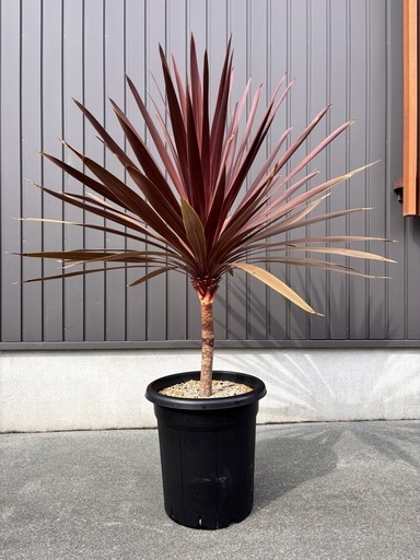 レッドスター　コルジリネ