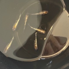 すぐに飼育可能
の画像