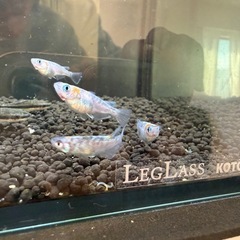 すぐに飼育可能
の画像