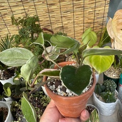 小さめ観葉植物の画像