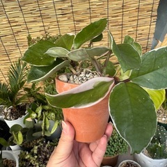 小さめ観葉植物の画像