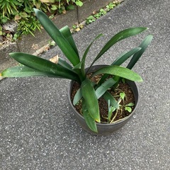 クンシラン　ガーデニングの画像