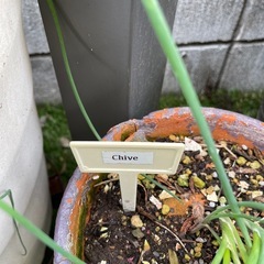 食用チャイブ 桃花/鉢ごとの画像