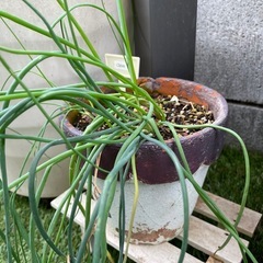 食用チャイブ 桃花/鉢ごとの画像
