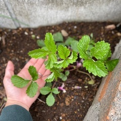 ワイルドストロベリー/収穫が楽しめる🍓の画像
