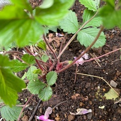 ワイルドストロベリー/収穫が楽しめる🍓の画像