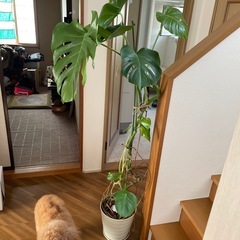 モンステラ164センチの画像