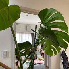 モンステラ164センチの画像