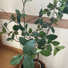 観葉植物★フェイクグリーンの画像