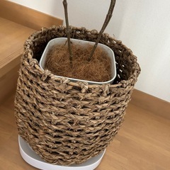 観葉植物★フェイクグリーンの画像