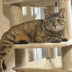 【迷い猫】