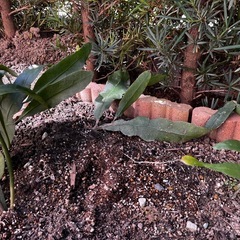 月下美人の苗1本50円
の画像