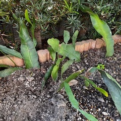 月下美人の苗1本50円
の画像