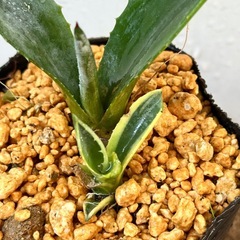 ✨アガベ✨多肉植物 2苗セット ドライガーデン　の画像