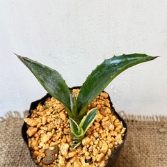 ✨アガベ✨多肉植物 2苗セット ドライガーデン　の画像
