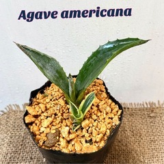✨アガベ✨多肉植物 2苗セット ドライガーデン　の画像
