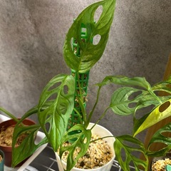 観葉植物　マドカズラ　ミント斑入りの画像