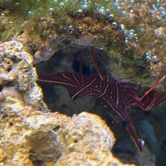 海水エビ キャメルシュリンプの画像