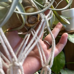 キセログラフィカの画像