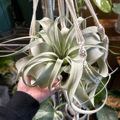 キセログラフィカの画像