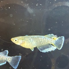 改良メダカ　フロマージュの画像