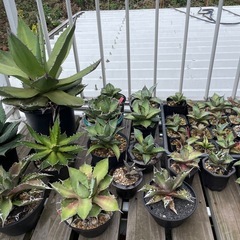 アガベ　塊根植物　陶器鉢　フルセット　牛久市の画像