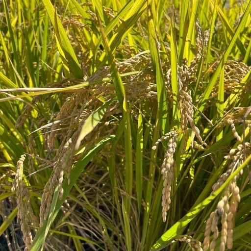 令和7年度産 新米 ひのひかり 玄米 30kg  ヒノヒカリ 米 お米