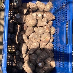 物価高対策❗️お野菜Ｂ級品　里芋、さつまいもの画像