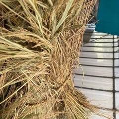 値下げしました‼️今では貴重な稲わら30束を大きくまるったやつ✨の画像