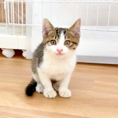 超甘えん坊🩷キジシロ子猫🩷