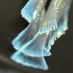 【メダカ】エメキン 2Ｐの画像
