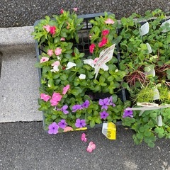 日々草など3個で
の画像