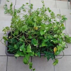 ポトス大量　大きなプランター付　どんどん増えます♪　観葉植物①の画像