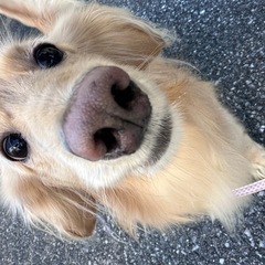 ミニチュアダックス【里親募集】