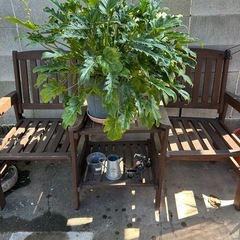 クッカバラ　フィロデンドロン幹立ち（観葉植物）の画像