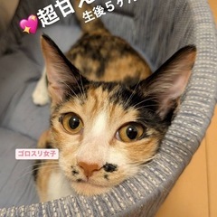 超ゴロスリ女子💖甘えさせてほしいのぉ🐾