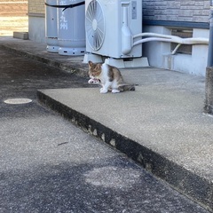 里親さん募集 - 猫
