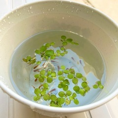 メダカ　たくさん　20匹程 の画像