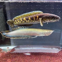 バイオレットスネークヘッド　熱帯魚　
の画像