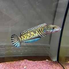 バイオレットスネークヘッド　熱帯魚　
の画像