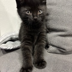 子猫　黒　1.5ヶ月くらい　かわいい❤️
