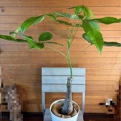 パキラ①の画像